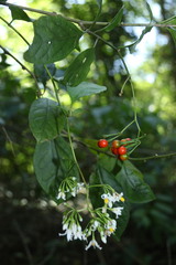 Solanum terminale