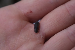 Armadillidae