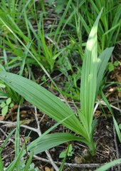Eulophia streptopetala