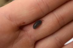 Armadillidae