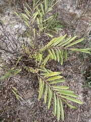 Asimina angustifolia