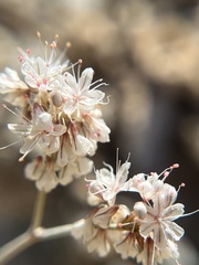 Eriogonum wrightii