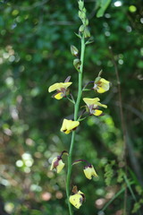 Eulophia streptopetala