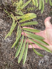 Asimina angustifolia