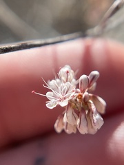 Eriogonum wrightii