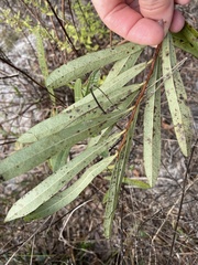 Asimina angustifolia
