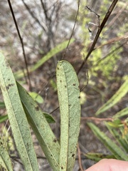 Asimina angustifolia