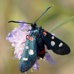 Zygaena ephialtes