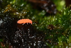 Bilobella braunerae