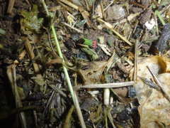 Disonycha argentinensis