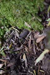 Armadillidae