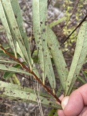 Asimina angustifolia