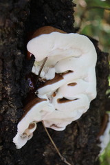 Ganoderma lucidum