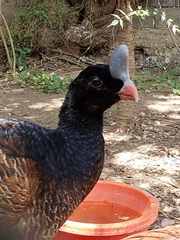 Aves