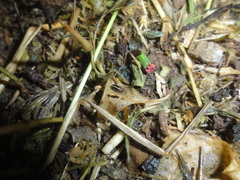 Disonycha argentinensis