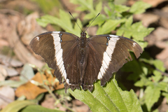 Siproeta epaphus trayja