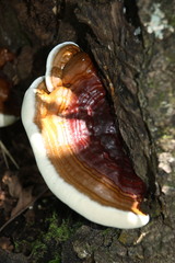 Ganoderma lucidum