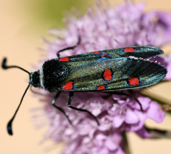 Zygaena lavandulae