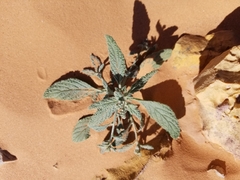 Heliotropium ramosissimum