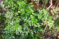 Berberis aquifolium