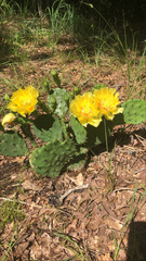Opuntia macrorhiza