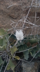 Schizanthus integrifolius