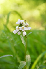 Diplotaxis erucoides