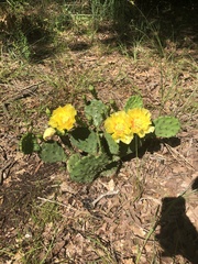 Opuntia macrorhiza