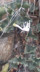 Schizanthus integrifolius