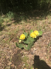 Opuntia macrorhiza