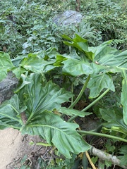 Xanthosoma robustum