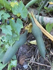 Xanthosoma robustum