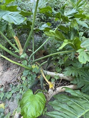Xanthosoma robustum