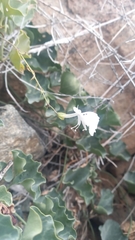 Schizanthus integrifolius