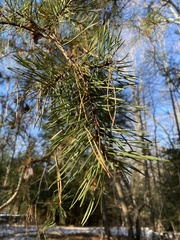 Pinus virginiana