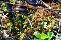 Syntrichia ruraliformis