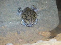 Dermatonotus muelleri