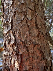 Pinus virginiana