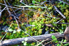 Tortella squarrosa