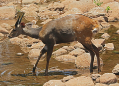Tragelaphus sylvaticus