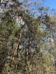 Pinus virginiana
