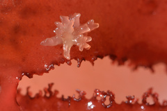 Callocolax neglectus