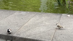 Passer domesticus