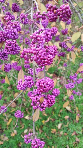 Beautyberry