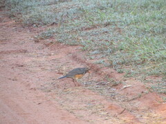 Turdus libonyana