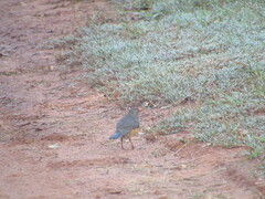 Turdus libonyana