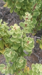 Oxalidaceae