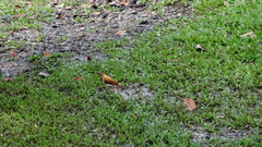 Furnarius leucopus