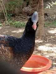 Aves