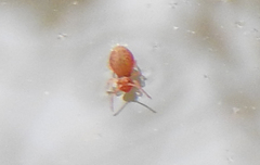 Dicyrtomidae
